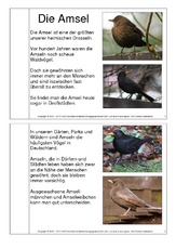 Minibuch-Bilderbuch-Amsel.pdf